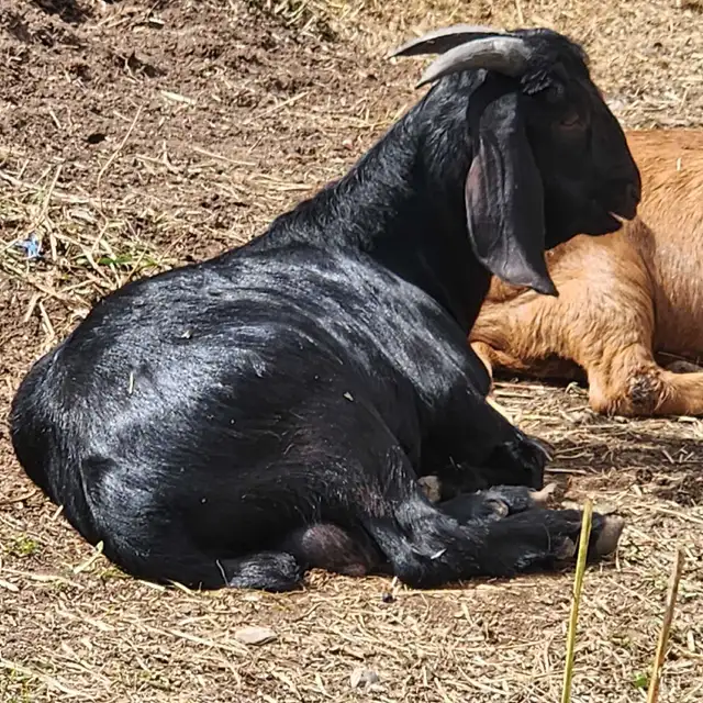  20 Purebred Boer Bucklings – 4 Months Old – $350 Each in Livestock in Oshawa / Durham Region - Image 3