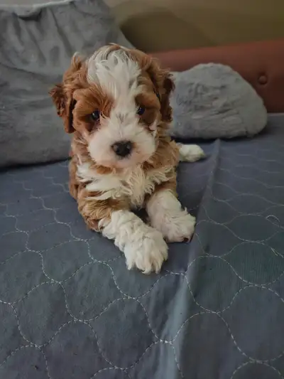 Cockapoo male, View more