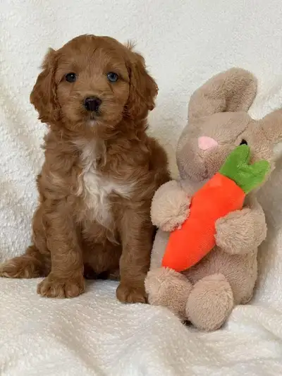 Mini cockapoo puppies, View more