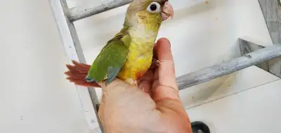 Pineapple green cheek conure parrot babies, View more