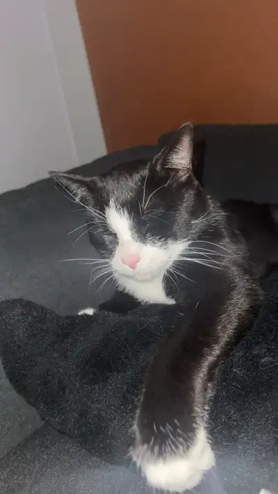 kitty for rehoming , View more