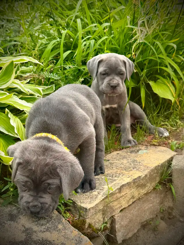 Cane Corso in Dogs & Puppies for Rehoming in City of Montréal - Image 8