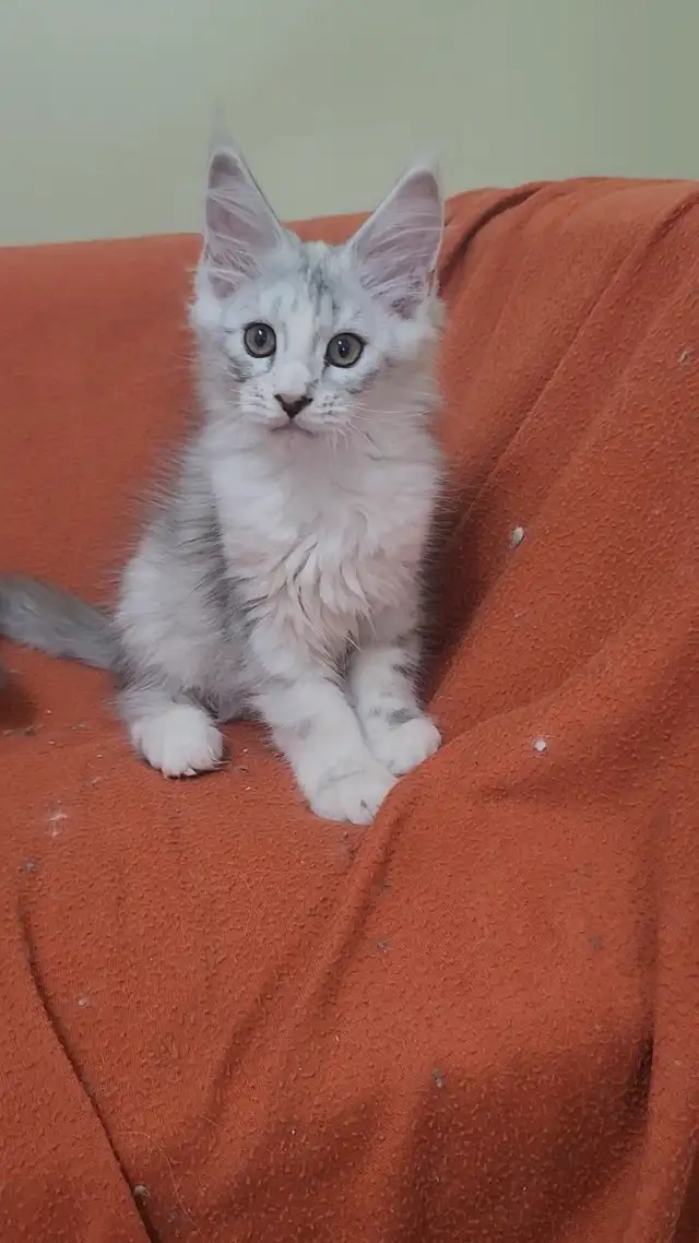 Maine Coon