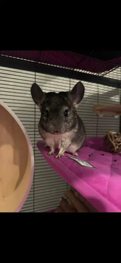 I'm selling my adorable chinchilla along with her complete setup, including a spacious cage and vari...