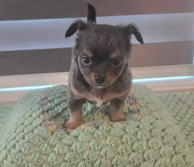 tiny chihuahua pups, View more