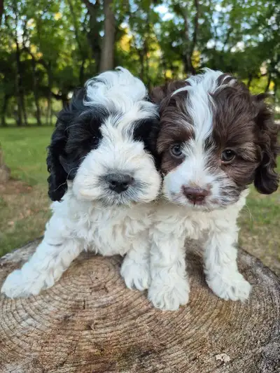 F1 Cockapoo , View more