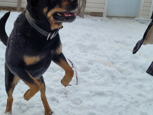 Adopt  Dona  a  Rottweiler cross *Obedience trained in Registered Shelter / Rescue in Edmonton - Image 4