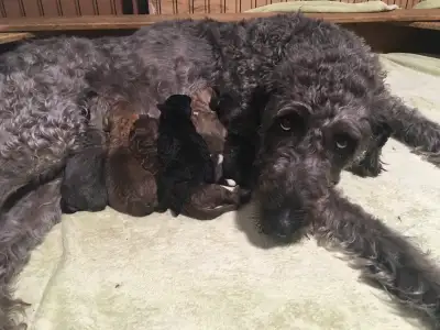 wolfadoodle pups have arrived!!!, View more