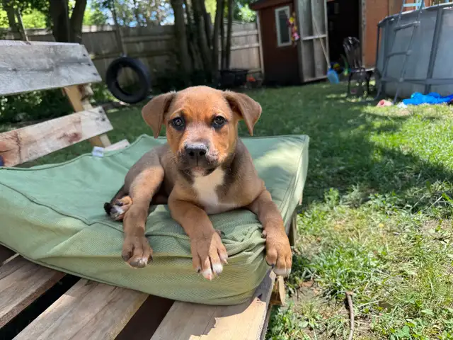 Rottweiler mix puppies in Dogs & Puppies for Rehoming in Oakville / Halton Region - Image 4