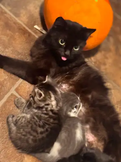 Kittens (Ready August 18th), View more