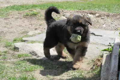 GERMAN SHEPHERD PUPPIES, View more