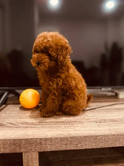 RED PUREBRED toy poodle puppy. non shed,hypoallergenic.Doll Face, View more