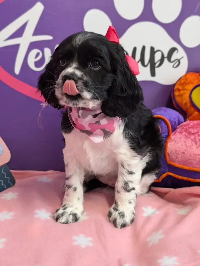 Cocker spaniel prêt mai 25 in Dogs & Puppies for Rehoming in West Island - Image 6