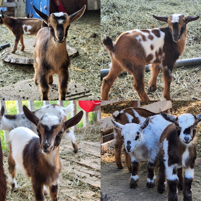 Nigerian Dwarf Goats in Livestock in Leamington