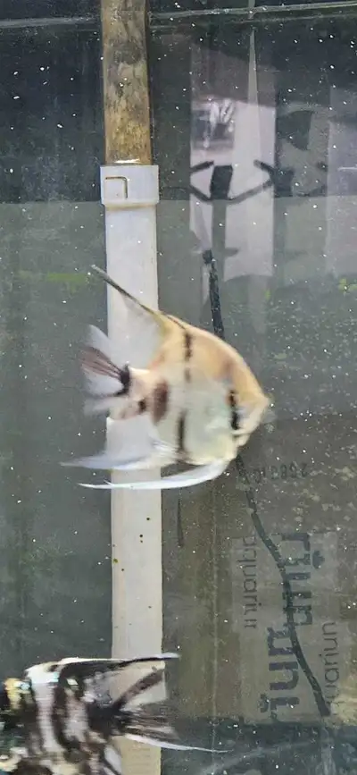 3  super large angelfish left  for sale, View more