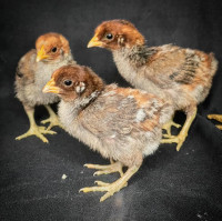 Egyptian Fayoumi Chicks