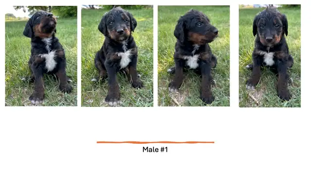 Tricolored Labrabernedoodles for sale - $250 in Dogs & Puppies for Rehoming in Winnipeg - Image 6