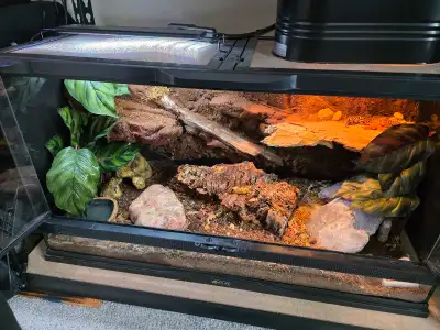 Bioactive terrarium with 4 yr old leopard geclo, View more