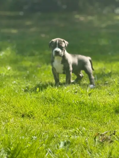 XL Bully Cross, View more