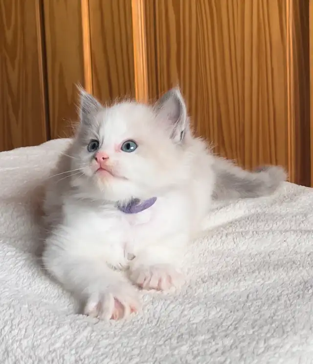 Registered ragdoll kitten