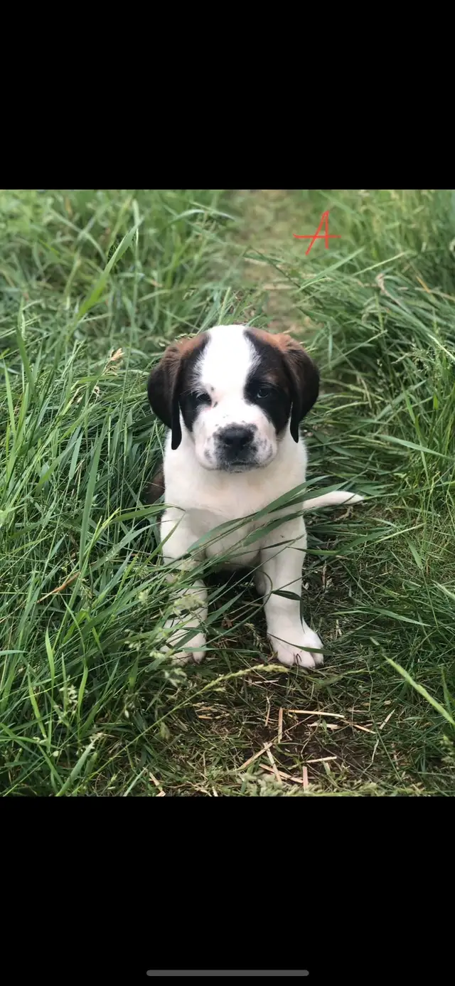 Saint Bernard Puppies- Ready to go in Dogs & Puppies for Rehoming in Edmonton - Image 3