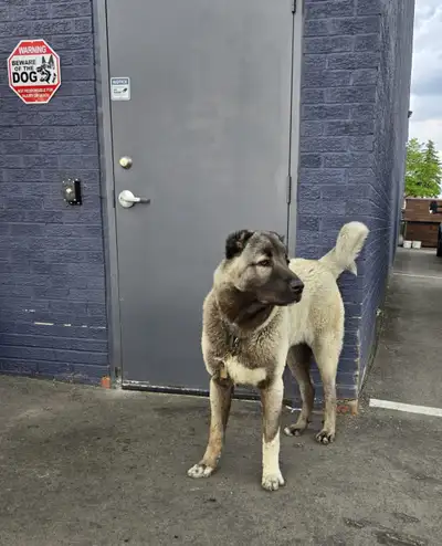 Anatolian Shepherd Farm Dogs – Looking for a New Home, View more