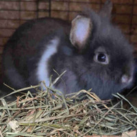 Male Lionhead Bunny