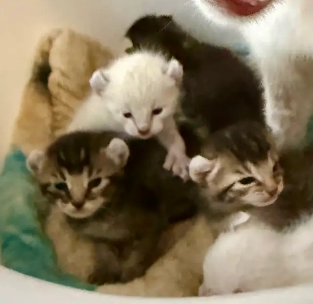 JUNGLE CURL et jungle bob F3 et Chausie F2 in Cats & Kittens for Rehoming in Gatineau - Image 8