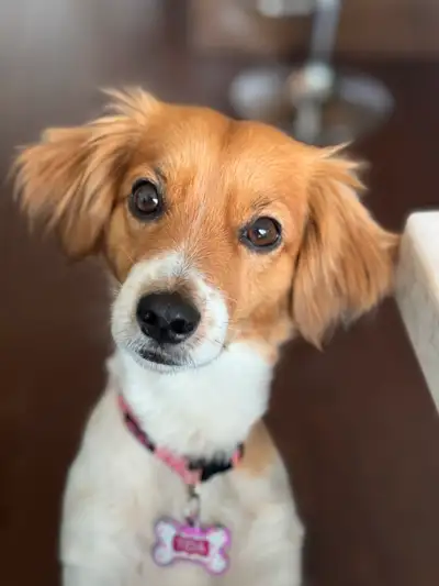 dog for adoption , View more