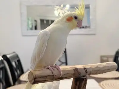 Hand raised baby cockatiels, super friendly, View more