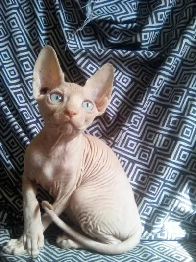 jolie sphynx, View more