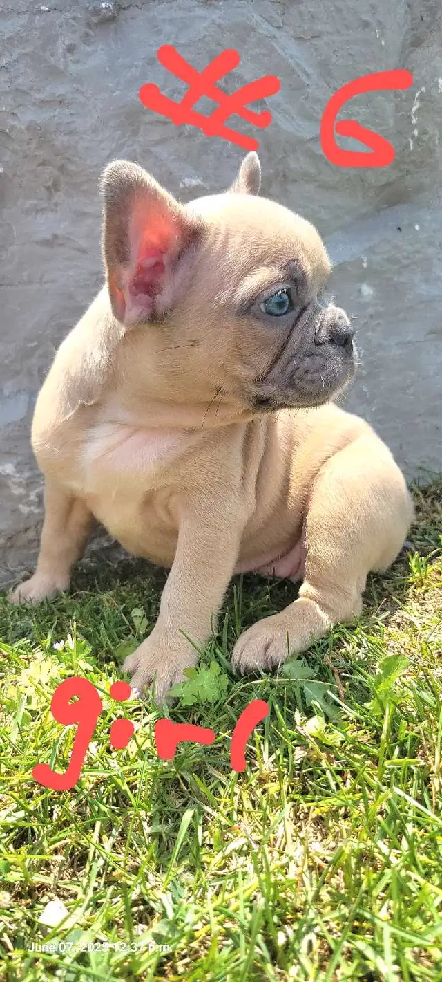 Quality French Bulldog Puppies in Dogs & Puppies for Rehoming in St. Catharines - Image 7