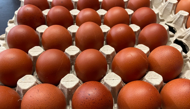 Fertilized Chicken Eggs  (Organic) in Livestock in Barrie - Image 2