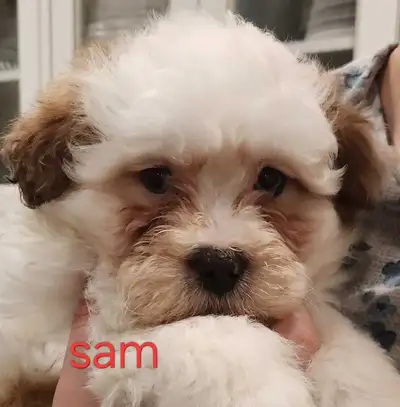 shihpoo puppies,, View more