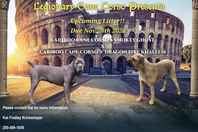 Cane Corso Puppies on the way! Pre register for litter now!, View more