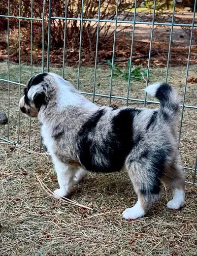 SOLD CKC Mini Australian Shepherd (Mini Americans), View more