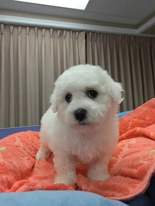 Bichon puppy puppies in Dogs & Puppies for Rehoming in Oshawa / Durham Region - Image 8