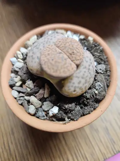 lithops - #1, View more