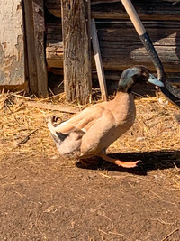Male Ducks
