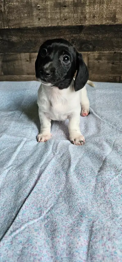 Mini Dachshund boy, View more