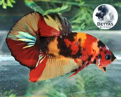 Bettas By Stacey  - Premium Quality Canadian Bred Betta Fish , View more