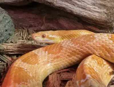 corn snake , View more