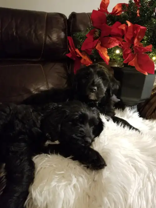 We have one black male golden doodle puppies for sale to a good home and ready to go as is. . Raised...
