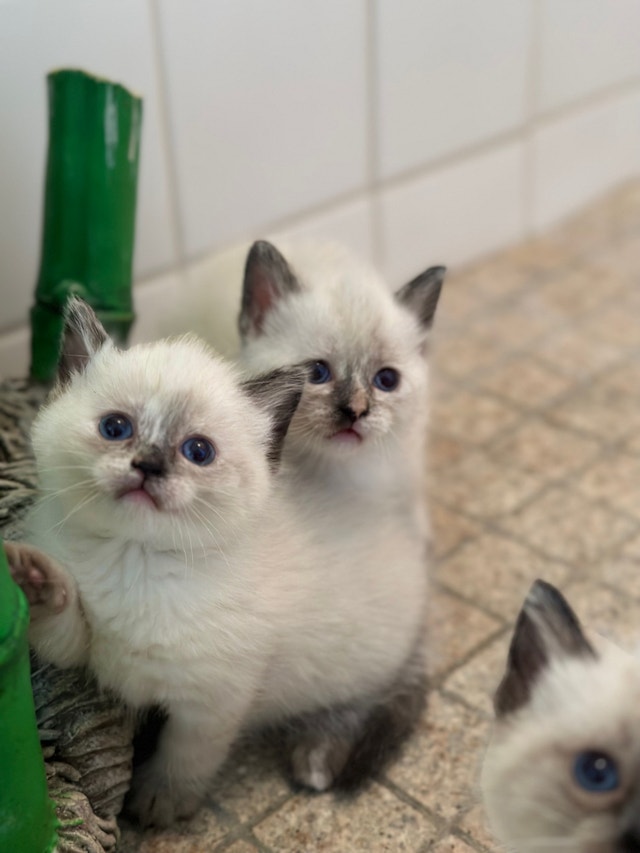 Siamese Munchkin Kittens Cats & Kittens for Rehoming Calgary Kijiji