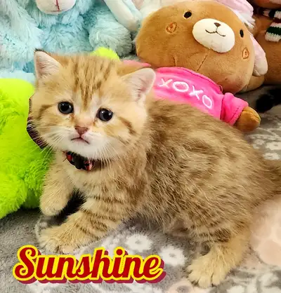 3 Scottish Fold/ Straight Shorthair looking for new home!, View more