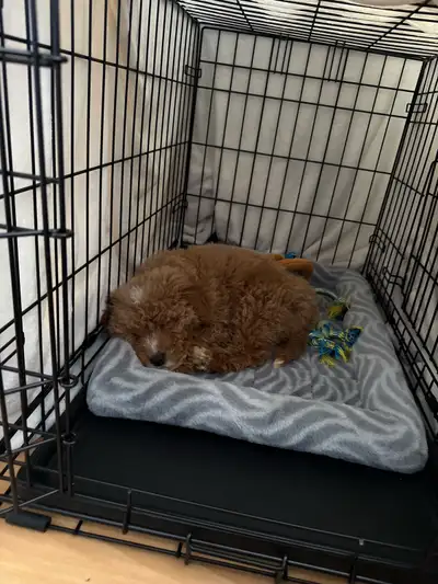 puppy for rehoming, View more