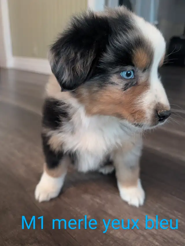 Prêt a partir reste 4 mâles berger australien in Dogs & Puppies for Rehoming in City of Montréal - Image 2