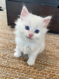 Persian X Ragdoll Kitten