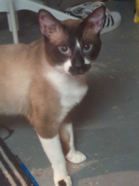 Siamese blue-eyed cat 