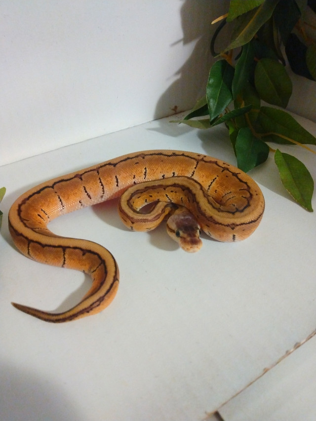 ball pythons in Reptiles & Amphibians for Rehoming in Lethbridge - Image 2